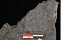 Foto (Detailansicht) von Laccopteris muensteri Schenk (NHMW-GEO-2024-0188-10522)
